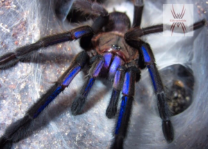 electric blue earth tiger tarantula for sale
