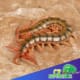 Egyptian Rainbow Centipede for sale