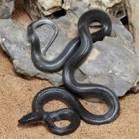black African house snake