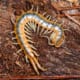 Florida blue centipede for sale