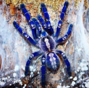 Gooty Sapphire ornamental tarantula for sale