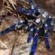 gooty sapphire ornamental tarantula for sale