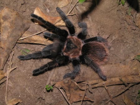 Mexican rose grey tarantulas for sale