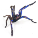 electric blue earth tiger tarantula for sale