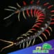 Malaysian jeweled centipede for sale