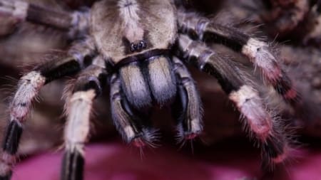 bengal four spotted ornamental tarantula