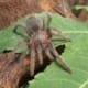 Mexican rose grey tarantula for sale