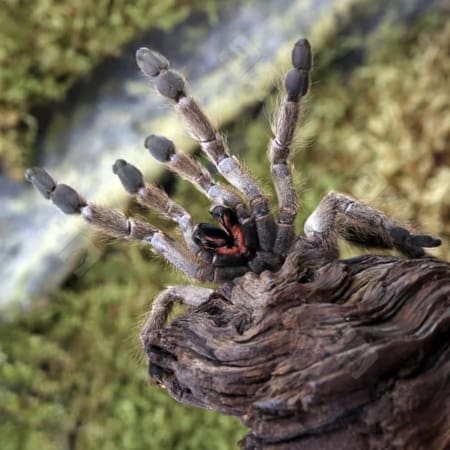ornamental baboon tarantula