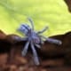 Puerto rican pink toe tarantula