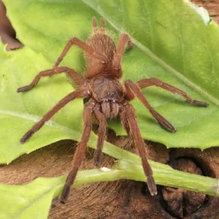 orange tarantula for sale