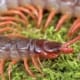 Vietnamese orange leg centipede for sale