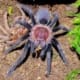 purple tarantula for sale