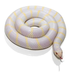 kingsnakes for sale