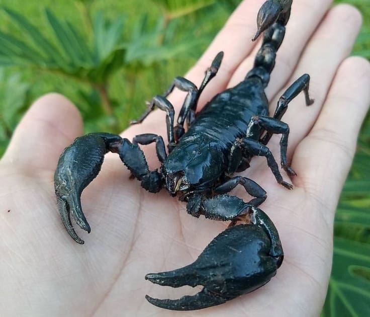 Scorpion for sale