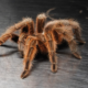 Red Chilean rosehair tarantula for sale