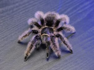 curly hair tarantula for sale