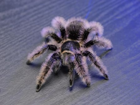 curly hair tarantula for sale