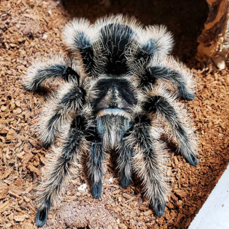 curly hair tarantula for sale