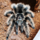 curly hair tarantula for sale