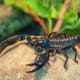 Emperor scorpion for sale