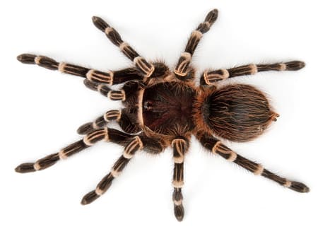 striped knee tarantula for sale