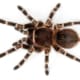 striped knee tarantula for sale