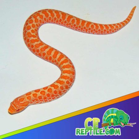 albino western hognose snake for sale