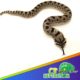 Anaconda Western Hognose snake for sale