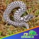 Axanthic western hognose snake for sale