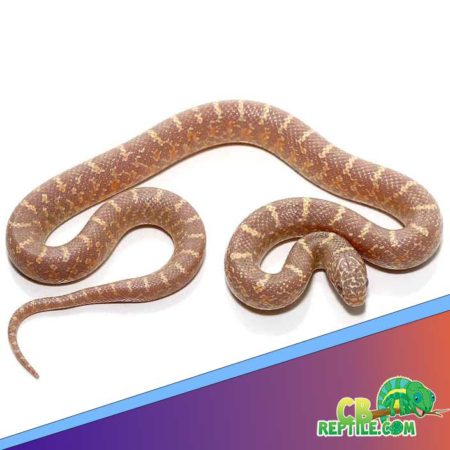 lavender king snake for sale