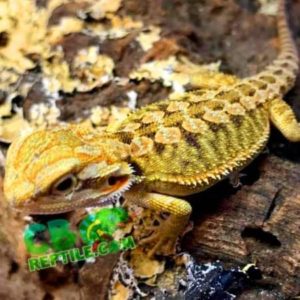 Hypo bearded dragon for sale