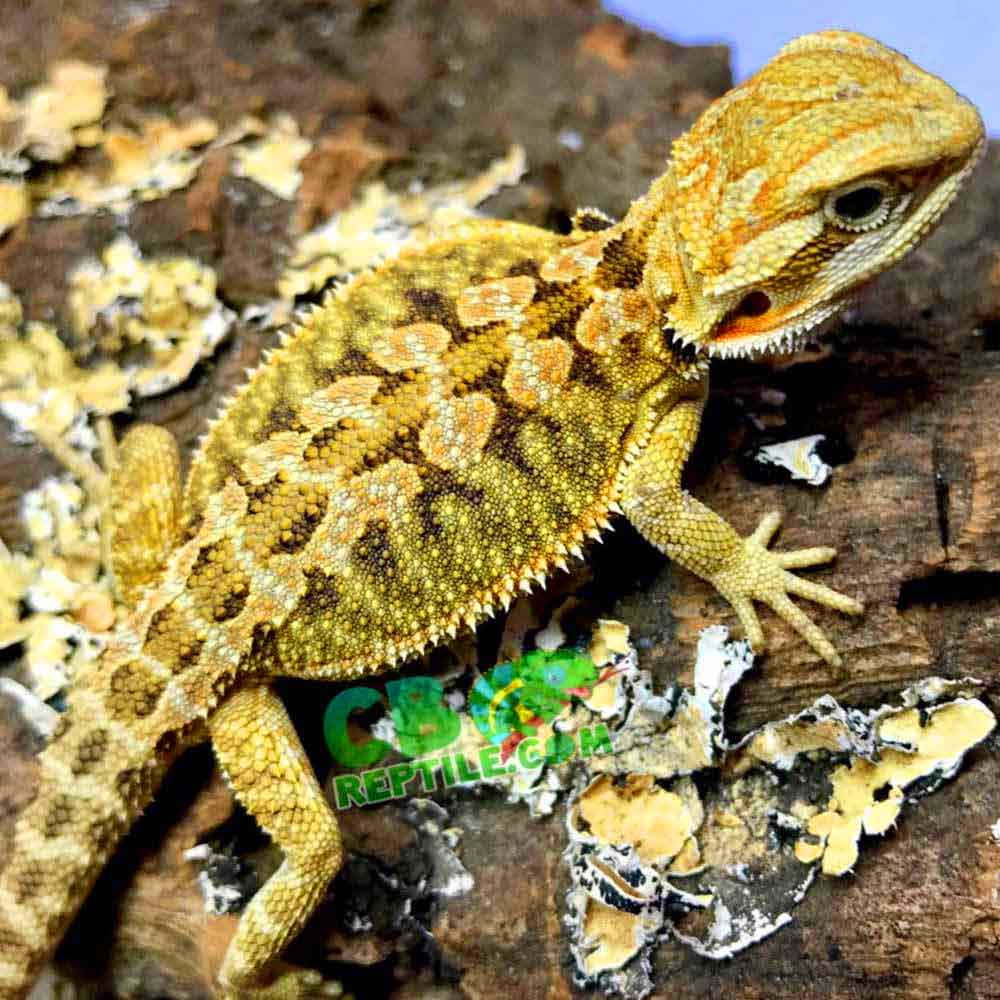 bearded dragon morph and care