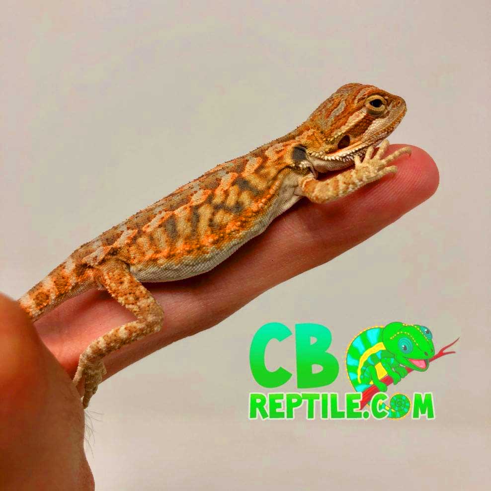 bearded dragon morph and care