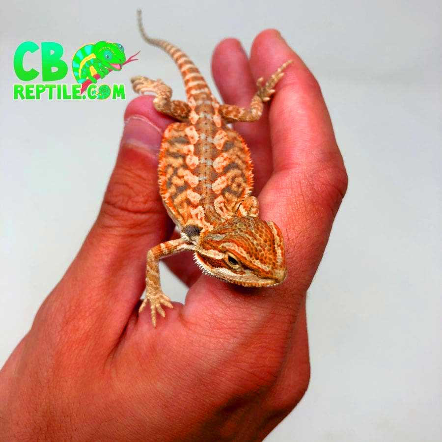 bearded dragon morph and care