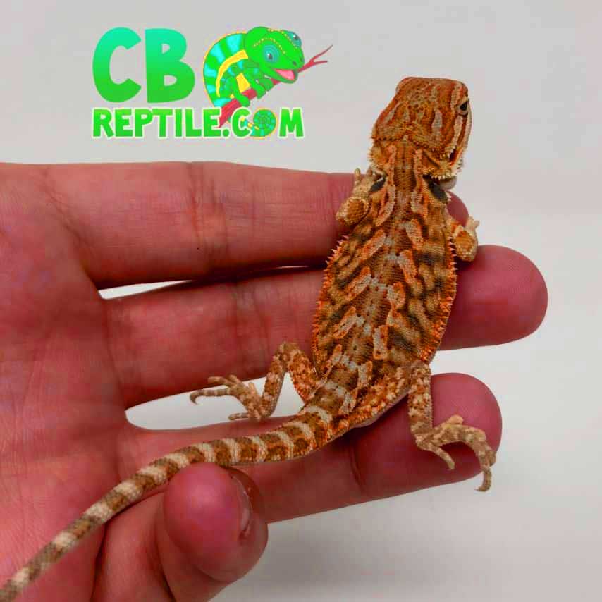 bearded dragon morph and care