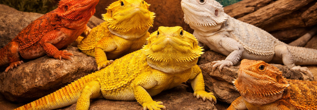 bearded dragon color morphs