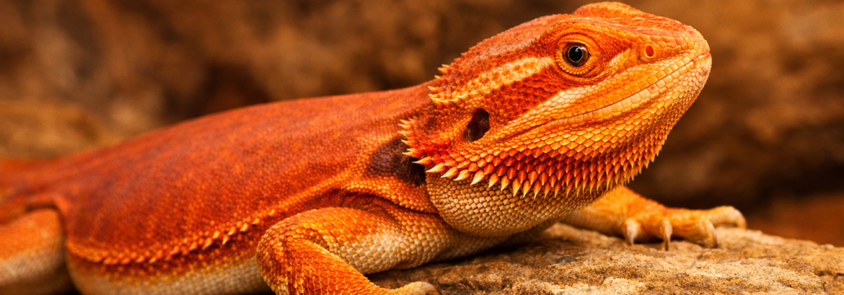 leatherback bearded dragon