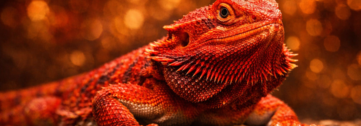 red bearded dragon